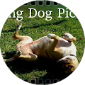 Rolling Dog Pictures