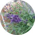 Armins Haus- & Gartenservice - Amberg