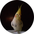 Community member