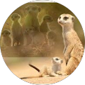 Avatar de Carole-Anne.u