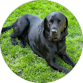 Hundeschule Zerrspiel - Hamburg