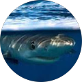 Patrick L. Avatar