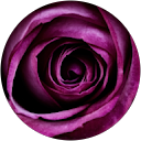 Rose Star's profile image