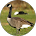 onewhosaysgoose comment image