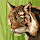 Igor Cardoso's profile photo