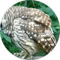 Profile photo of Keith Vickers