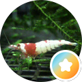 やす