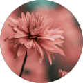Avatar de Steffi.a