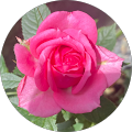 もとよ