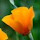 Uri Schor's profile photo