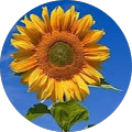 User profile - Fiona Dunne.