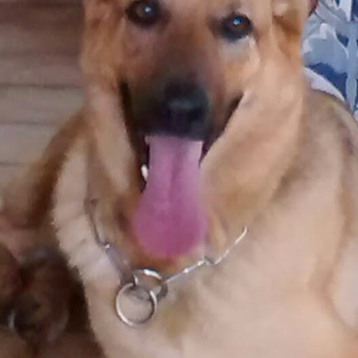 Clínica Veterinária Maria Cândida em Carandiru