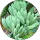 Community member