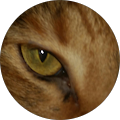 IRONFOX365