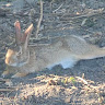 Photo de Yvon Chasse
