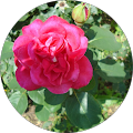 Avatar de Rose.a