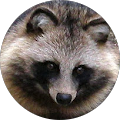 Avatar de racoondog.