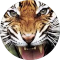 Avatar de ImTiger.
