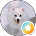 (圖)*