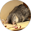 みーご