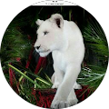 Avatar de David.o