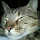 Romi Ale's profile photo