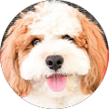 Poco Havanese