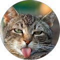 Avatar de Anja.a