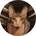 Avatar de Frédéric.i