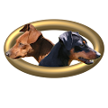 Dwarf Pinscher Sorga (Jutta Frei)