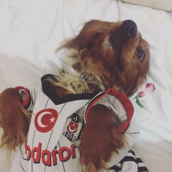 Serkan KöK Köpek Eğitim foto 7