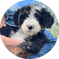 Steve Ray Law, PLLC - Fort Collins, Colorado