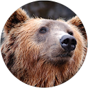 Better Bears Avatar