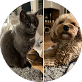 Hundvardag i Linköping AB - Linköping