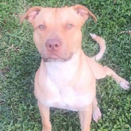 Chico 360