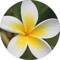 Avatar de Indah.n