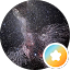 Albireo Cygnus (Cygnus)