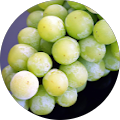 Avis de Grapes. avec une note de 5 sur 5