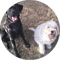 Bassan Lawyers and Associates - Ryde, New South Wales