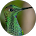 Katihuska Hummingbird comment image