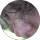 Community member