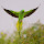 Iroshan's profile photo