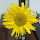 Rosmery's profile photo
