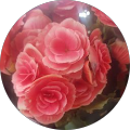 Avatar de Marie-Ysaline.N