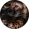 Avatar de Laetitia.o