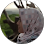 Rachma Hasan