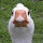 Jonathan Ganzenhart's profile photo