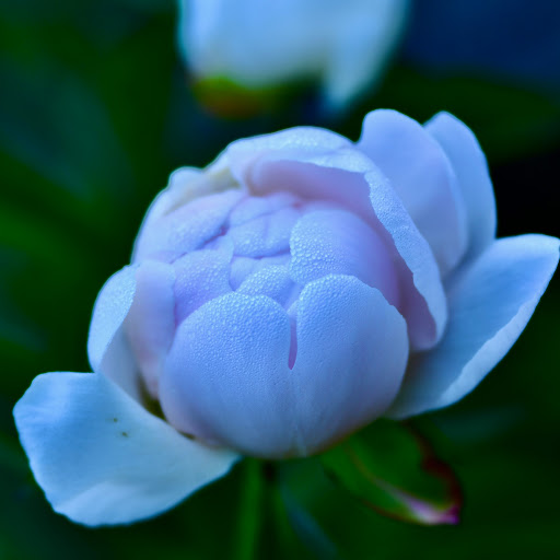 CherylBirdBoyMom Jackson