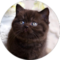 Britz Cats
