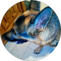 Avatar de DAUMAS.e